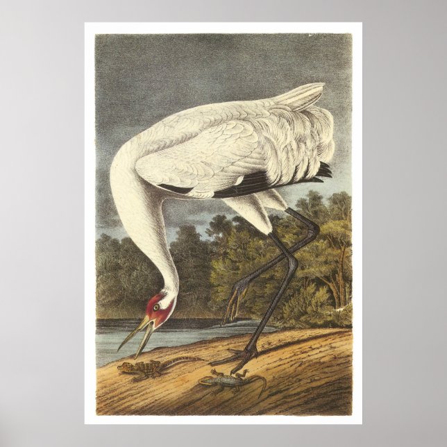 Whooping Crane Poster (Front)
