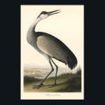 Whooping Crane Print Vintage Audubon Style Bird<br><div class="desc">Whooping Crane Print Vintage Audubon Style Bird Illustration,  Nature Wall Art

vintage art print,  retro gig poster,  gothic horror art,  alternative wall decor,  surrealist poster,  rock concert print,  sci fi alien art,  macabre illustration,  dark aesthetic,  pop culture poster</div>