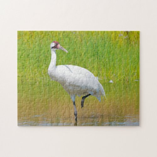 Whooping Crane Wading in Marsh Jigsaw Puzzle