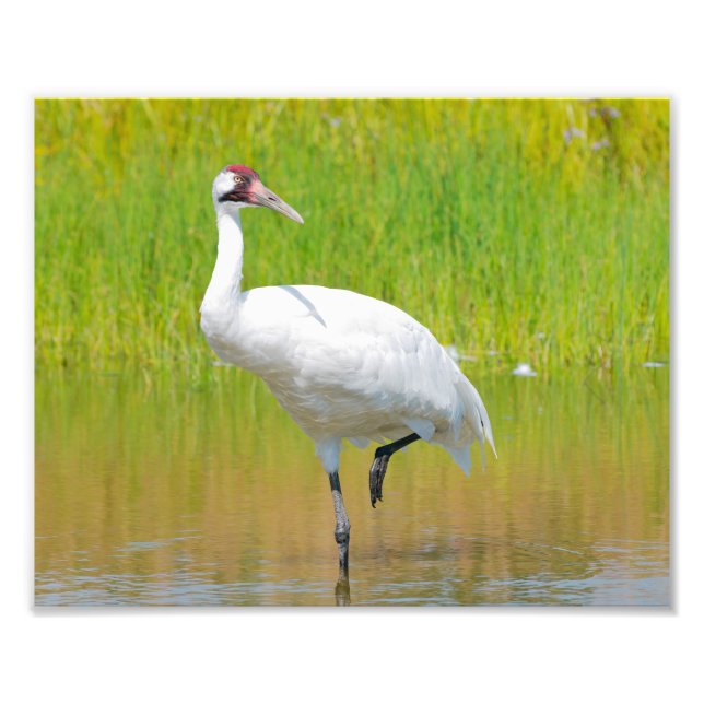 Whooping Crane Wading in Marsh Photo Print (Front)