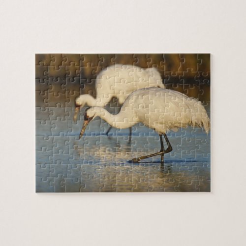 Whooping Crane wintering Jigsaw Puzzle