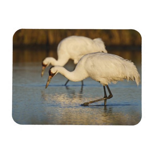 Whooping Crane wintering Magnet