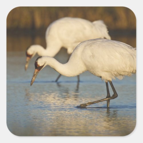 Whooping Crane wintering Square Sticker
