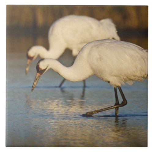 Whooping Crane wintering Tile