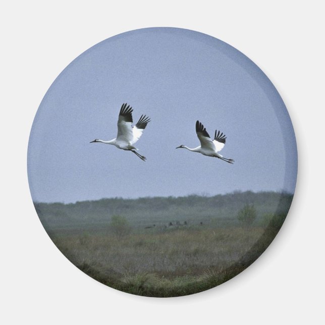 Whooping Cranes at Aransas National Wildlife Refug Magnet (Front)