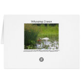 Whooping Cranes Cards (Back Horizontal)