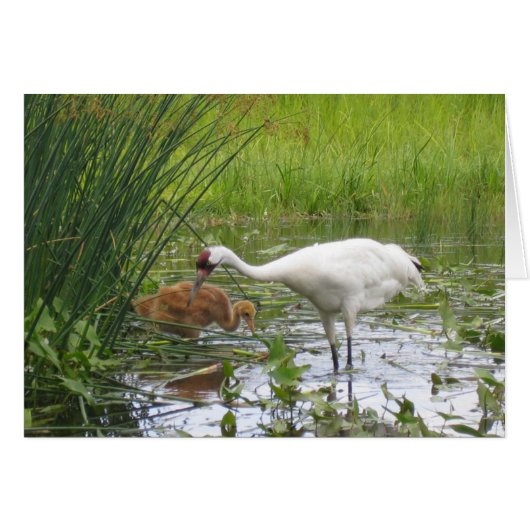 Whooping Cranes Cards (Front Horizontal)