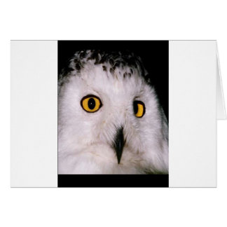 WHOOT OWL CARDS