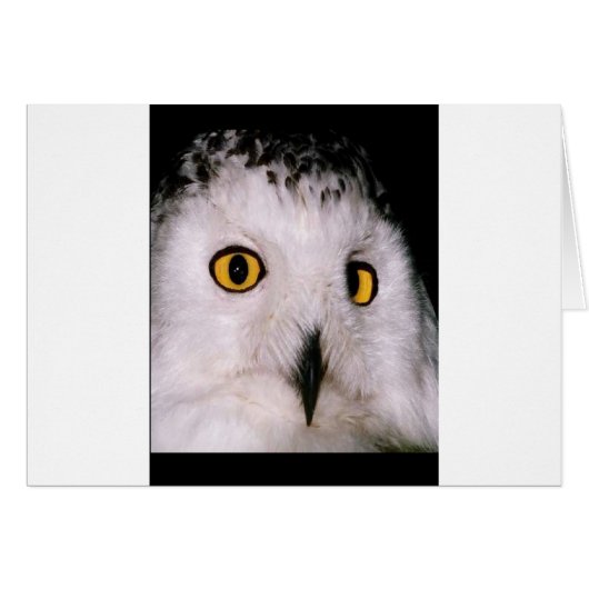 WHOOT OWL CARDS (Front Horizontal)