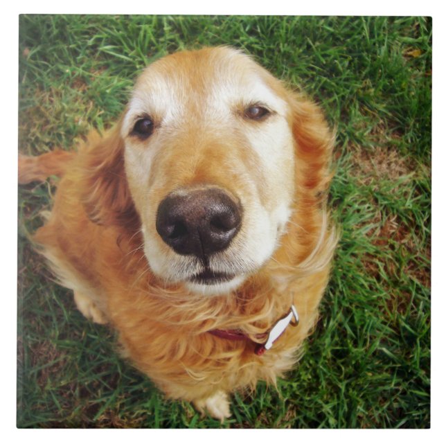 Who's a Good Boy? Ceramic Tile (Front)