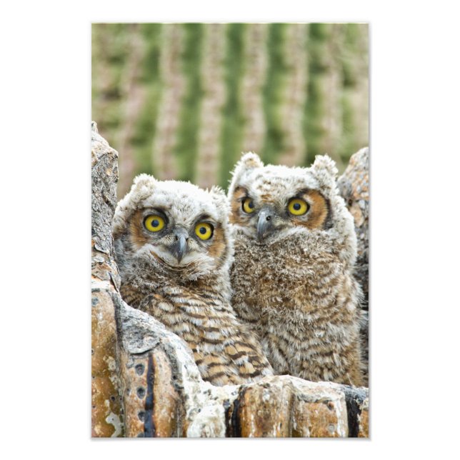 Who's there, Pair of Owl's Photo Print (Front)
