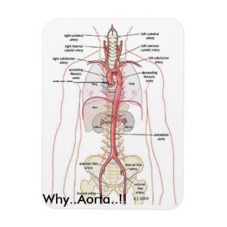 WHY..Aorta..!! Aortic Anatomy Magnet