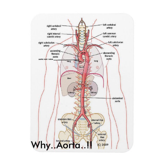WHY..Aorta..!!   Aortic Anatomy Magnet (Vertical)