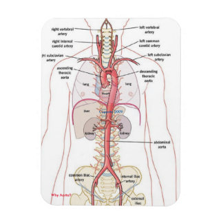WHY AORTA!! Magnets