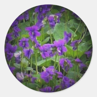 WI wood violets spotlight stickers