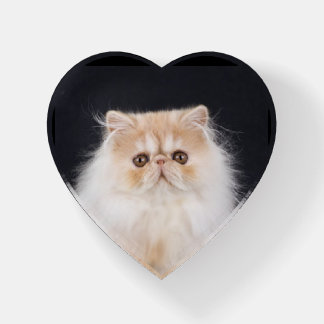 WiccaCats Meira paperweight