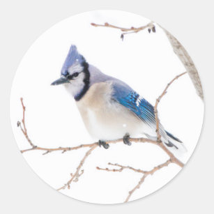 Blue Jay Doodle Tiny and Cute Sticker for Sale by bassoongirl123