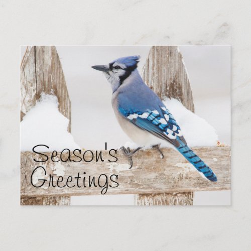 Wichita County Texas Blue Jay 3 Postcard