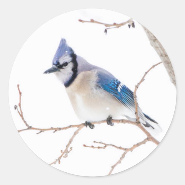 Wichita County, Texas. Blue Jay Classic Round Sticker (Front)