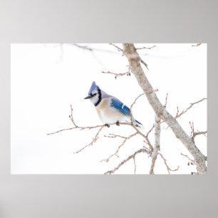 Wichita County, Texas. Blue Jay Poster