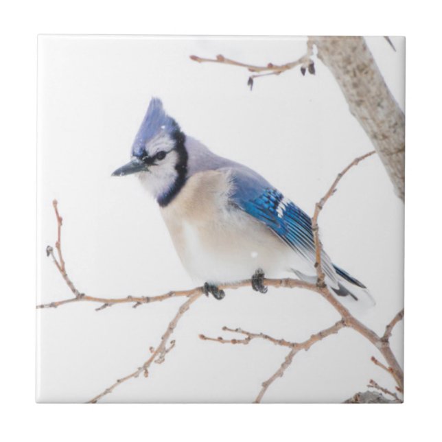 Wichita County, Texas. Blue Jay Tile (Front)