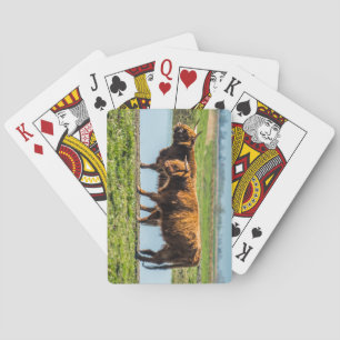 Wicken Fen cattle Poker Cards