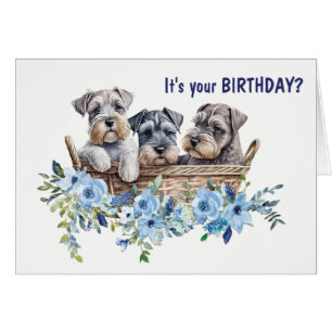 Wicker Basket of Schnauzer Dog Puppies Birthday Cards