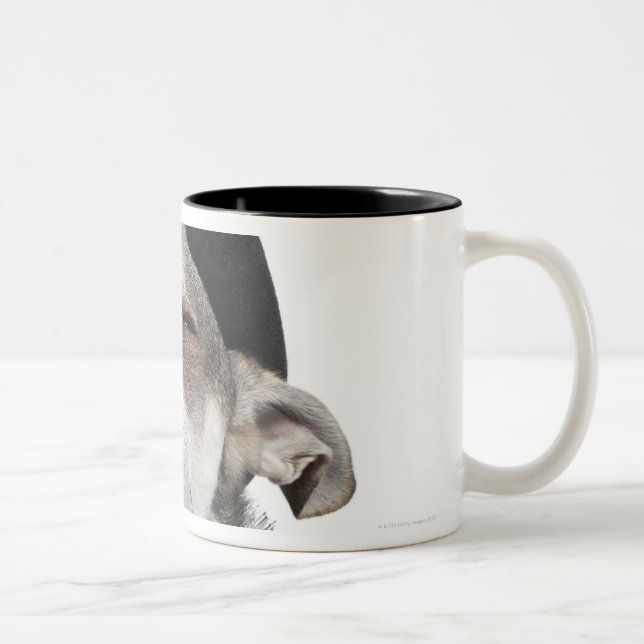 Wide-angle of a Chihuahua with his eyes closed Two-Tone Coffee Mug (Right)