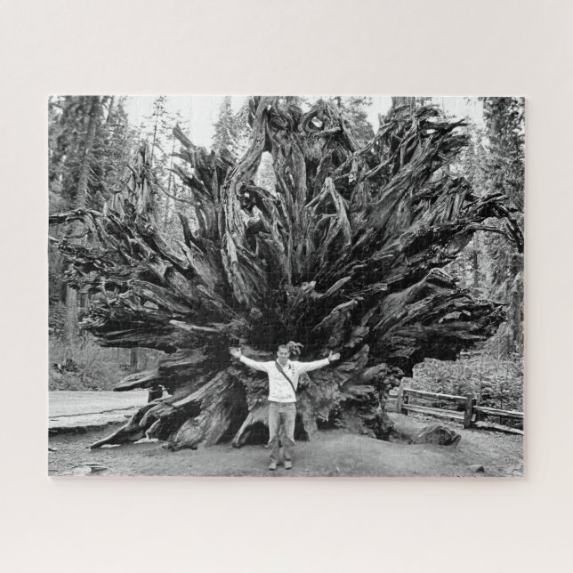 Wide Angle Sequioa Tree Trunk - 16x20 - 520 pcs. Jigsaw Puzzle (Horizontal)