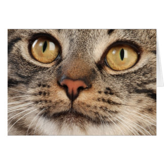 Wide-Eyed Tabby Cat Cards