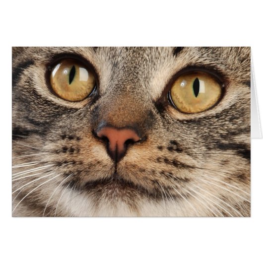 Wide-Eyed Tabby Cat Cards (Front Horizontal)
