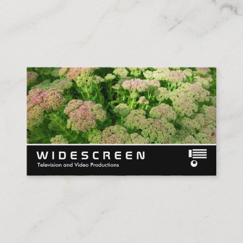 Widescreen 347 _ Sedum Autumn Joy Business Card