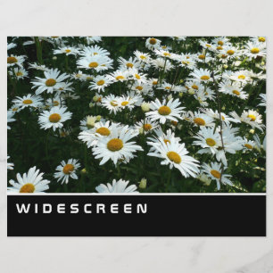 Widescreen - Shasta Daisies Flyer