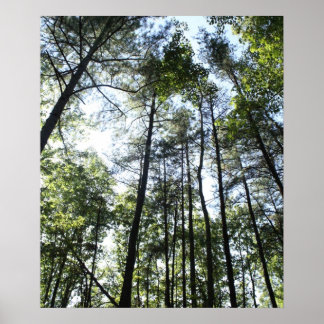 Widewater Trees in the sun Poster