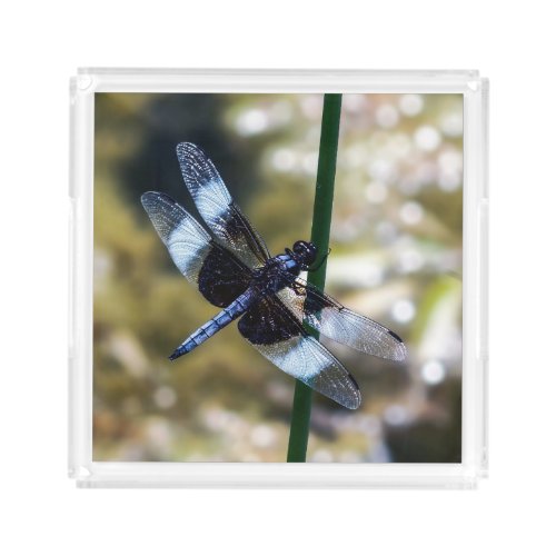 Widow Skimmer Dragonfly Acrylic Tray