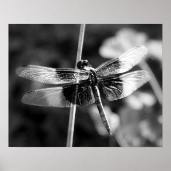 Widow Skimmer Dragonfly Black & White Photography Poster by time2see at Zazzle