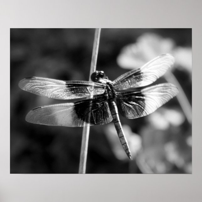 Widow Skimmer Dragonfly Black & White Photography Poster (Front)