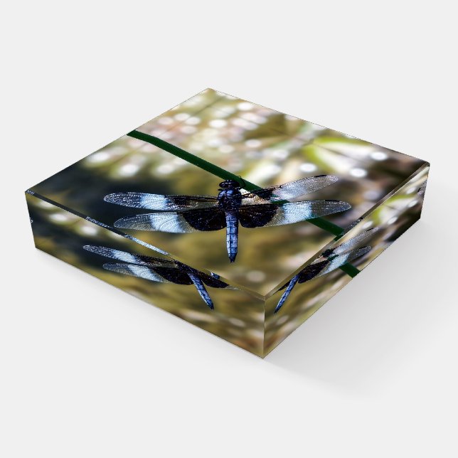 Widow Skimmer Dragonfly Glass Paperweight (Angled)