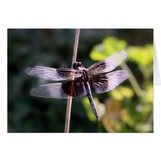 Widow Skimmer Dragonfly Photography Cards (Front Horizontal)
