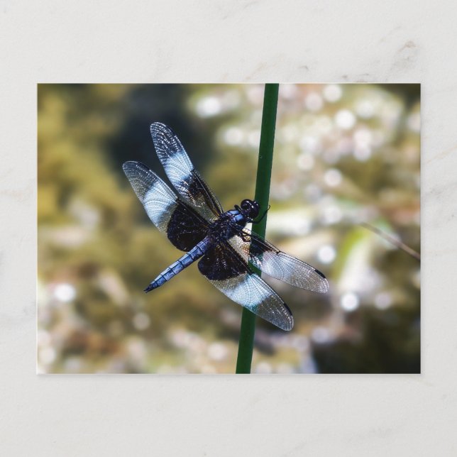 Widow Skimmer Dragonfly Postcard (Front)