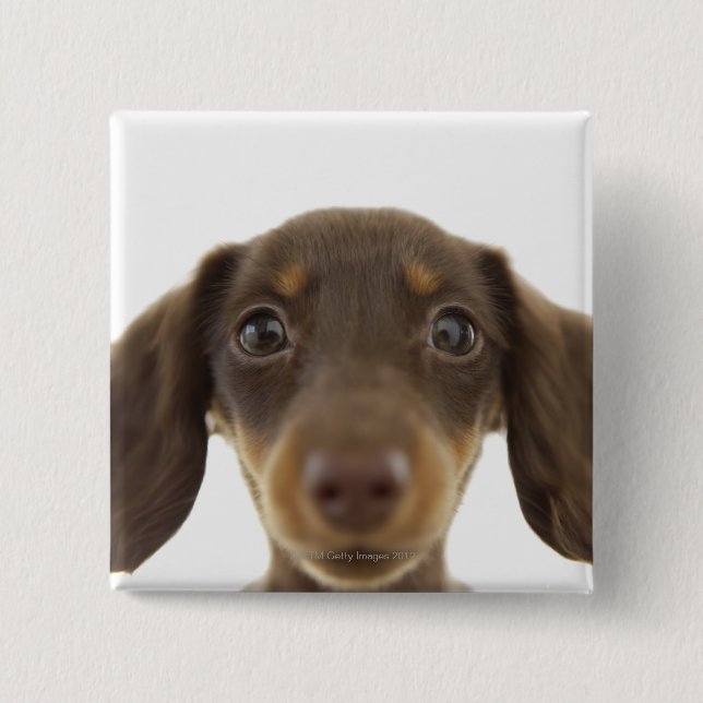 Wiener Dog (brown) 2 Button (Front)