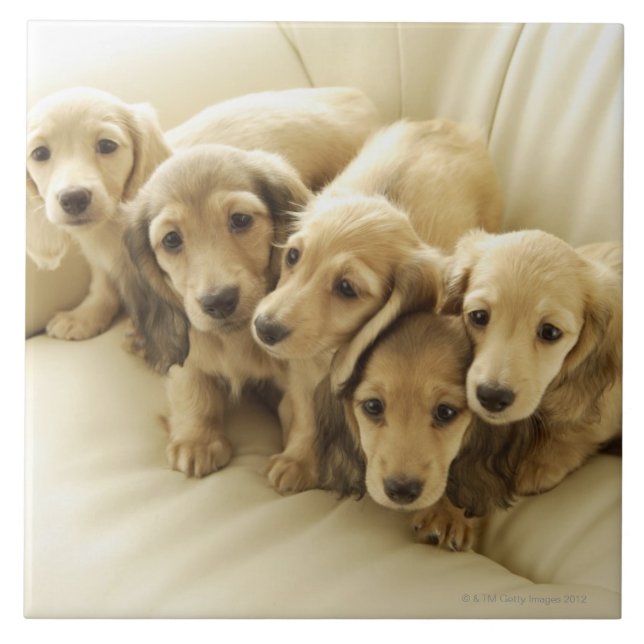 Wiener Puppies Tile (Front)