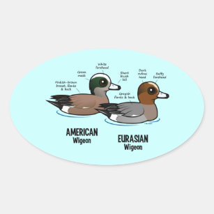 Wigeon vs Wigeon Oval Sticker