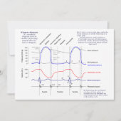 Wiggers Diagram (Front)