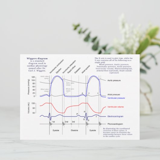 Wiggers Diagram (Standing Front)
