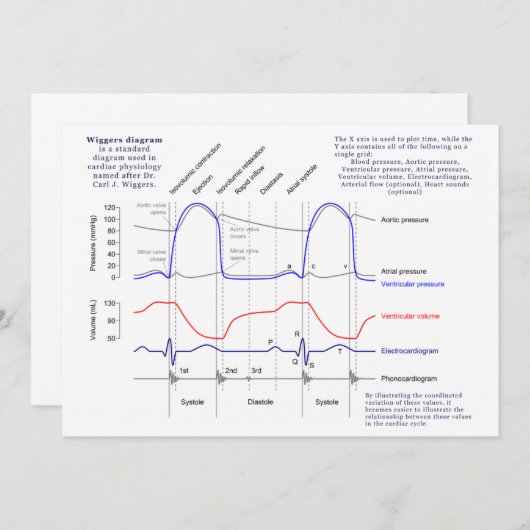 Wiggers Diagram (Front/Back)