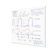 Wiggers Diagram Canvas Print | Zazzle