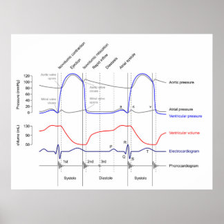 Wiggers Diagram cardiaccycle events left ventricle Poster