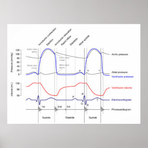 Wiggers Diagram cardiaccycle events left ventricle Poster