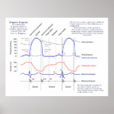 Diagram of the Individual Parts of the Human Heart Poster